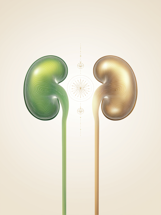 Liver & Kidney Support Kit