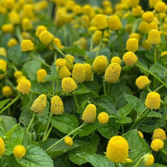 Freeze-Dried Electric Daisy